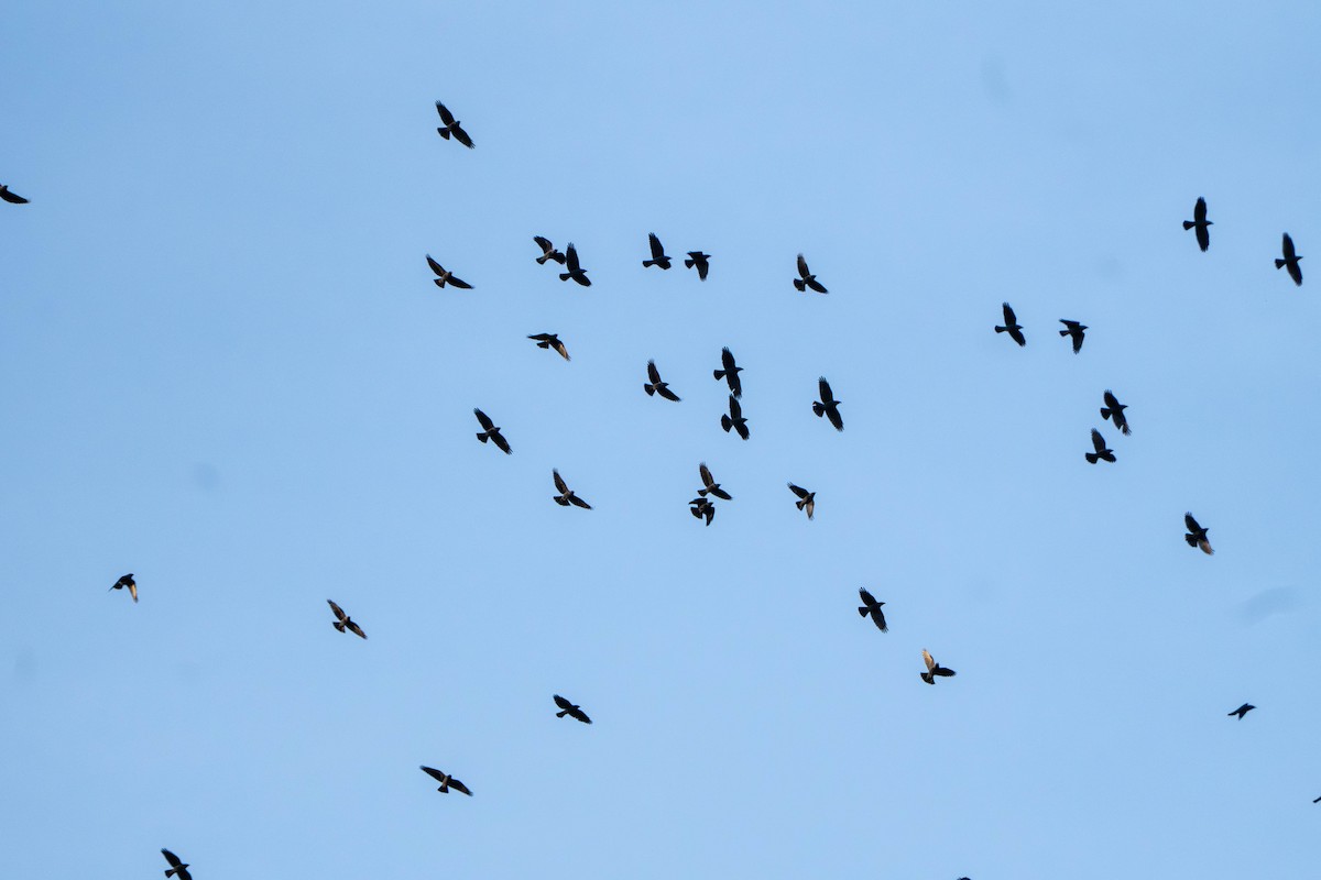 Харлаг хэрээ - ML644352861