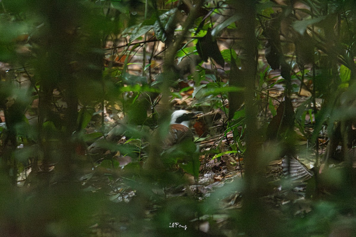 White-crested Laughingthrush - ML644352862