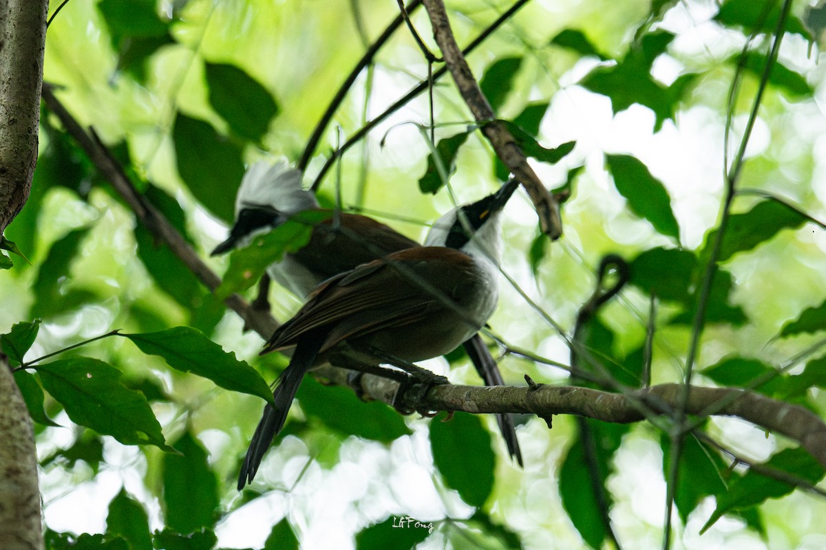 White-crested Laughingthrush - ML644352863