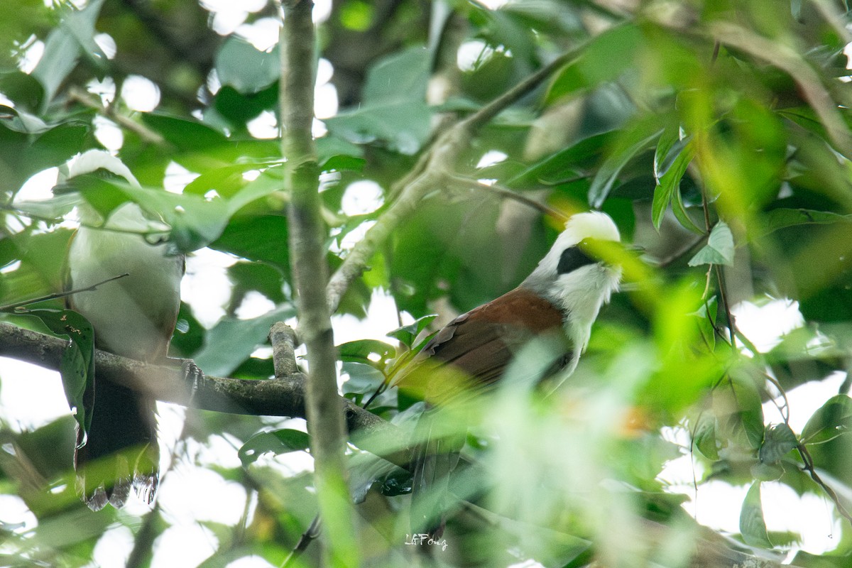 White-crested Laughingthrush - ML644352864