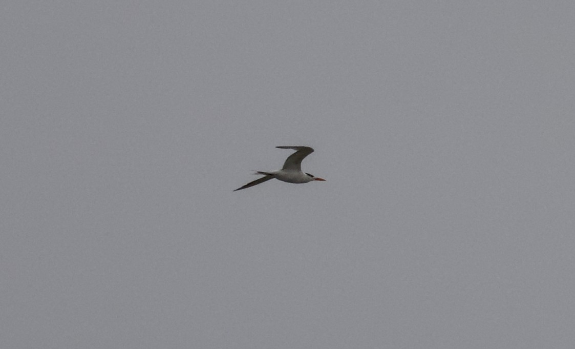 Royal Tern - ML644352866