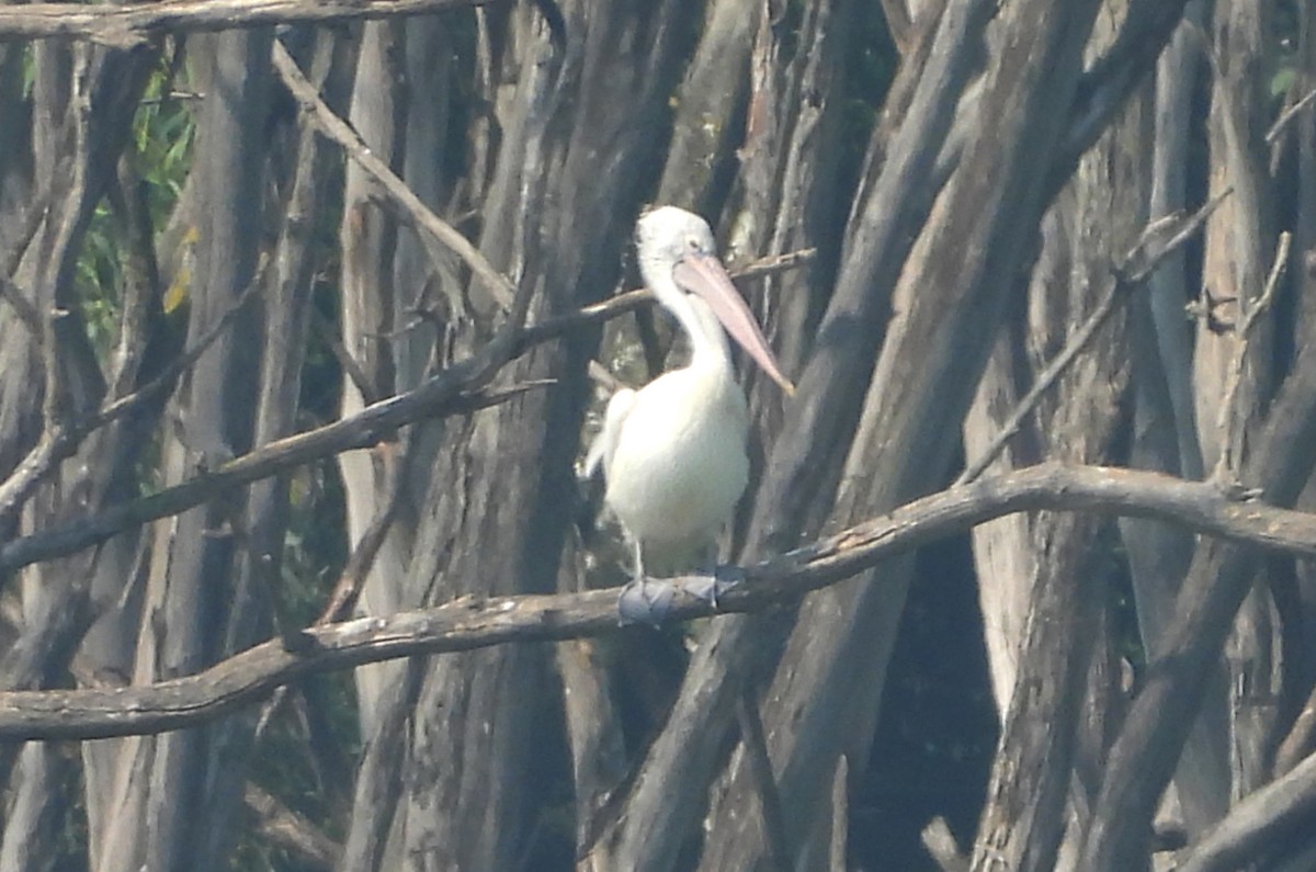 Spot-billed Pelican - ML644352867