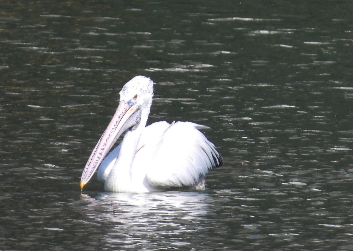 Spot-billed Pelican - ML644352868