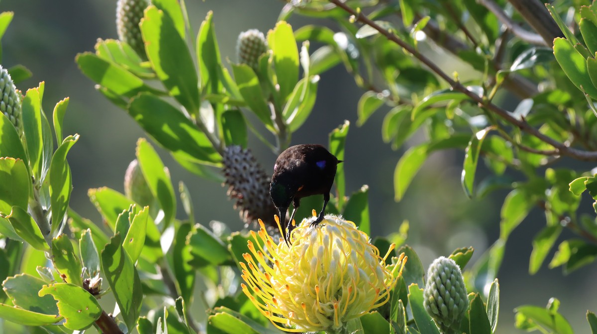 Amethyst Sunbird - ML644352869