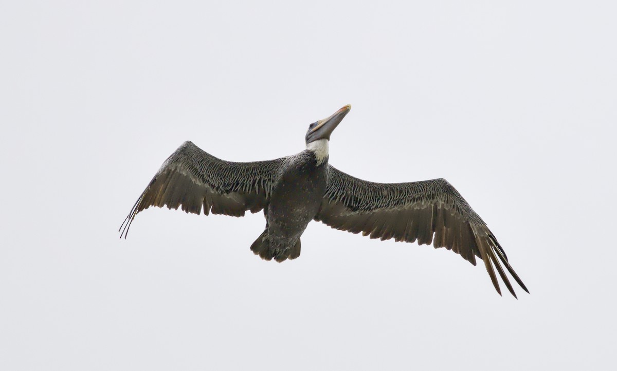 Brown Pelican - ML644352870