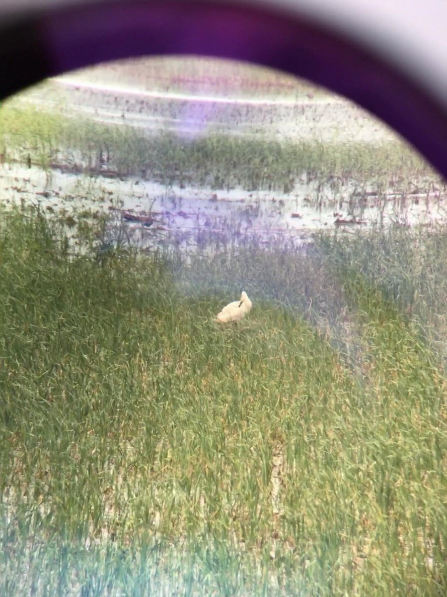 Trumpeter Swan - ML644352872