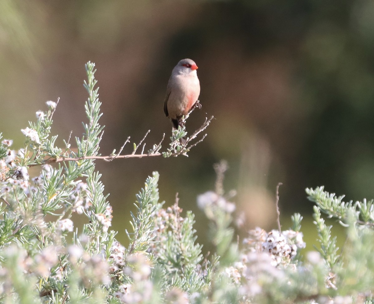 Common Waxbill - ML644352873