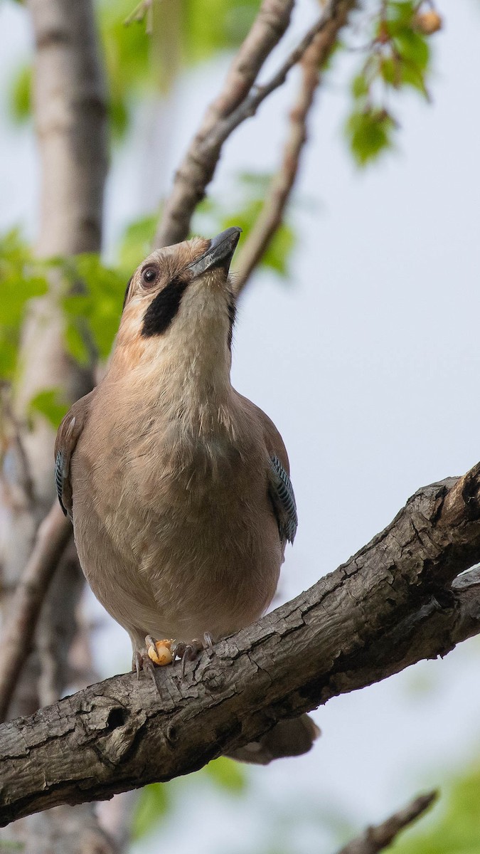 Ятга шаазгай - ML644352874