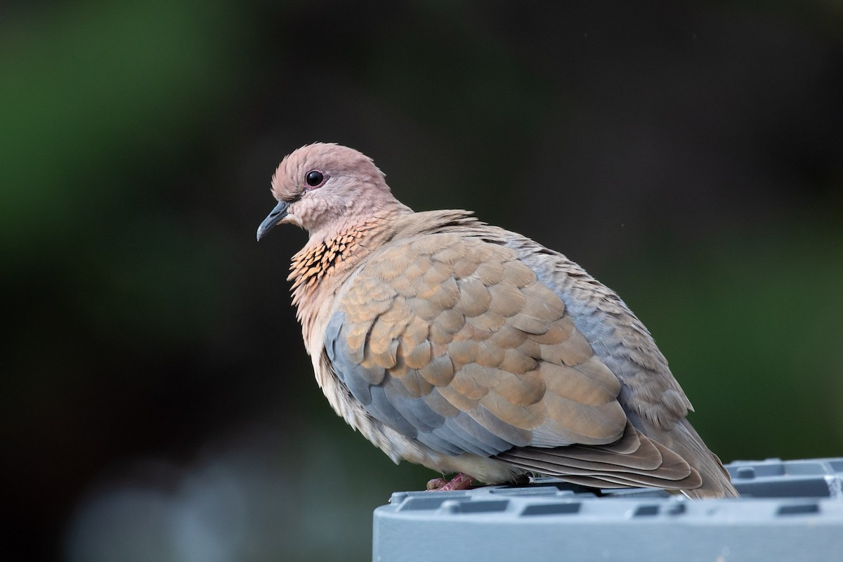 Өөдсөн хүүрзгэнэ - ML644352880