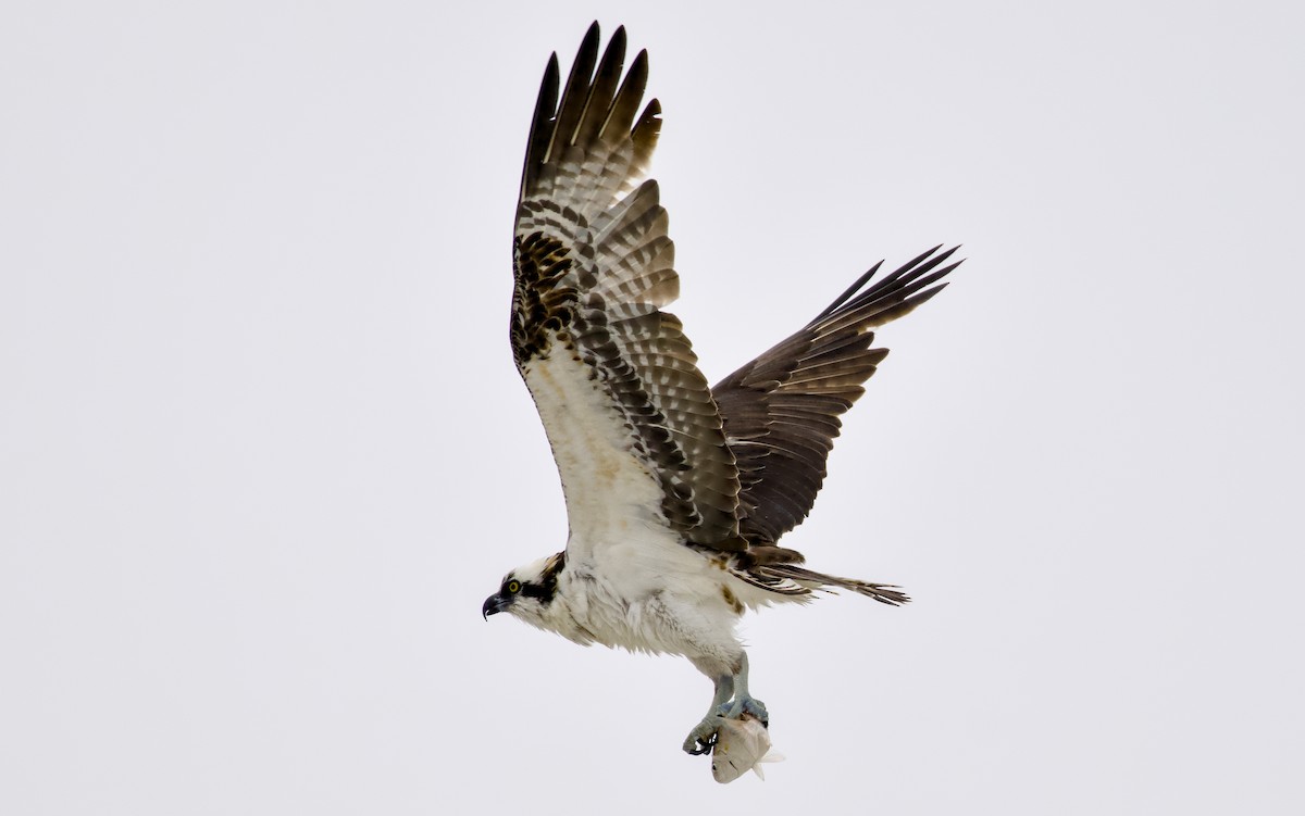 Загасч явлаг - ML644352882