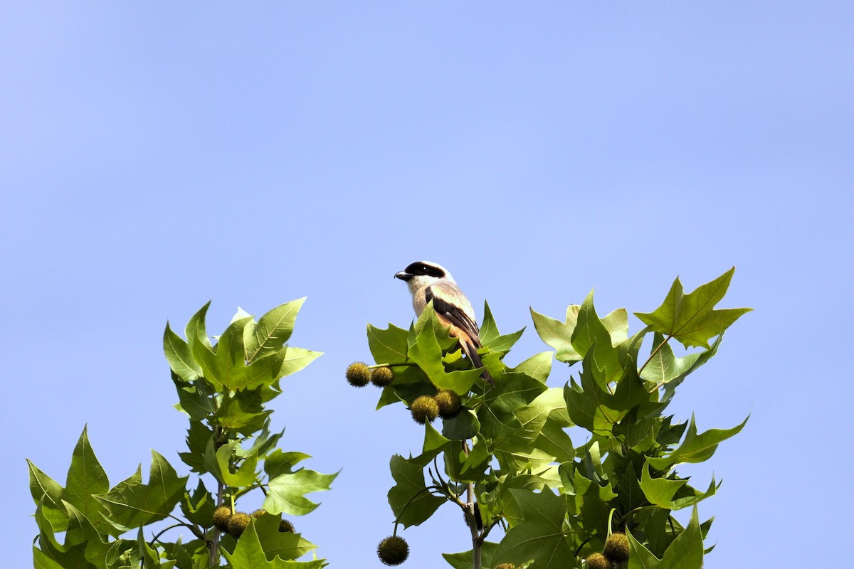 Алаг дунхай - ML644352884