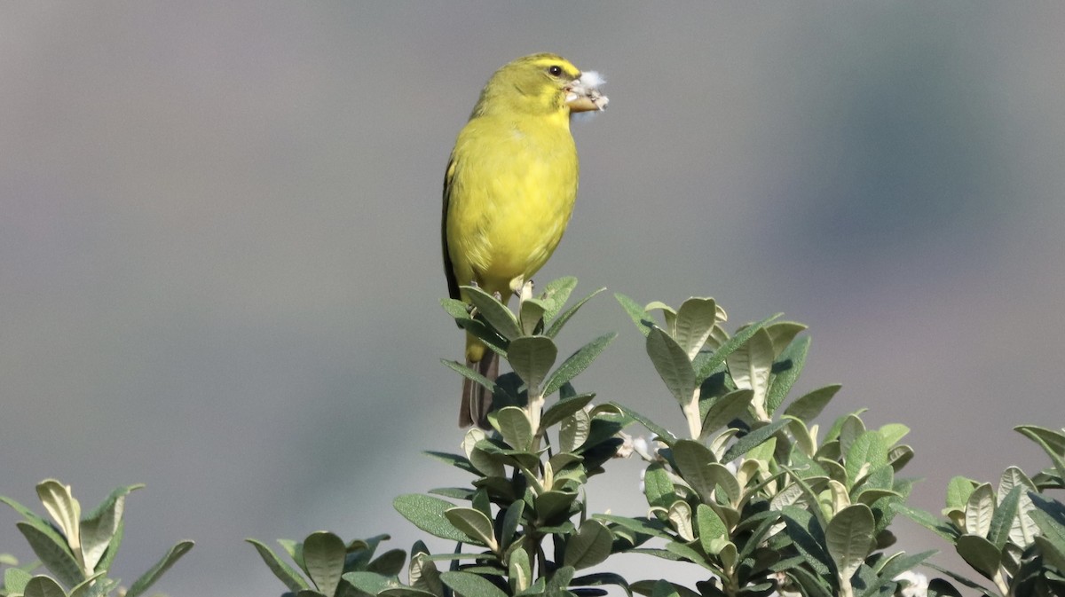 Brimstone Canary - ML644352885
