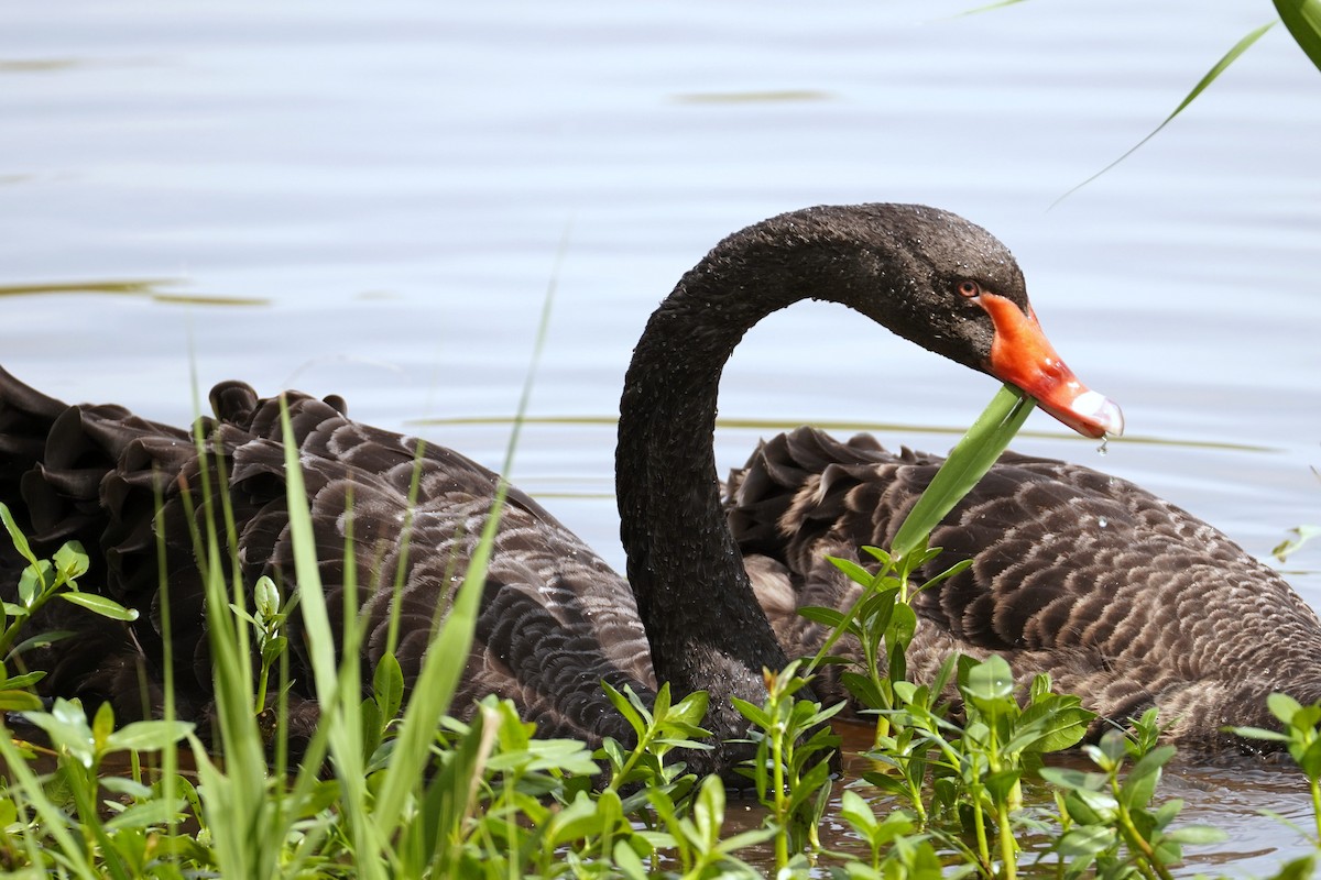 Black Swan - ML644352886