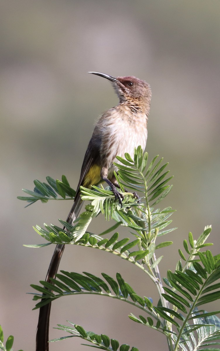 Cape Sugarbird - ML644352887