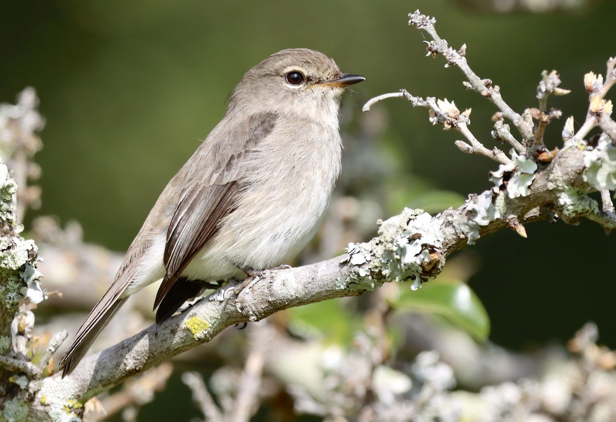 African Dusky Flycatcher - ML644352888