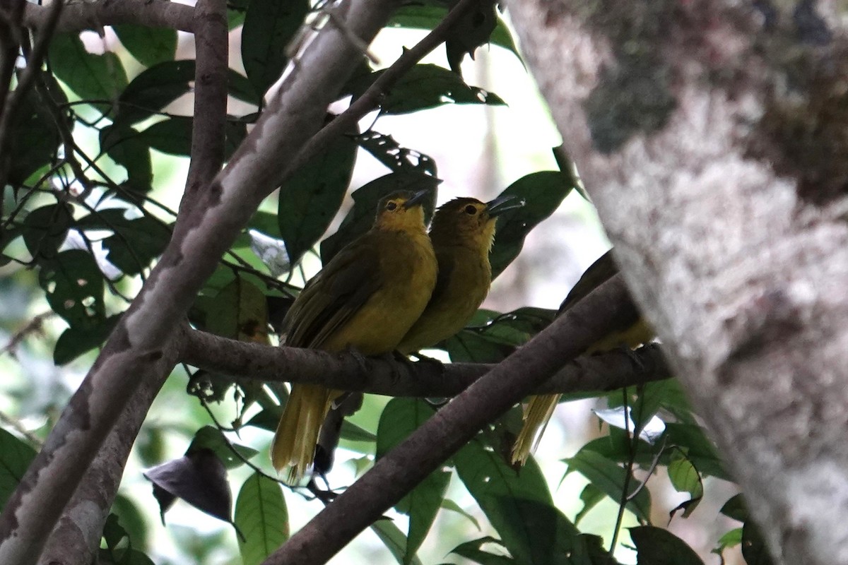 Sangihe Golden-Bulbul - ML644352889