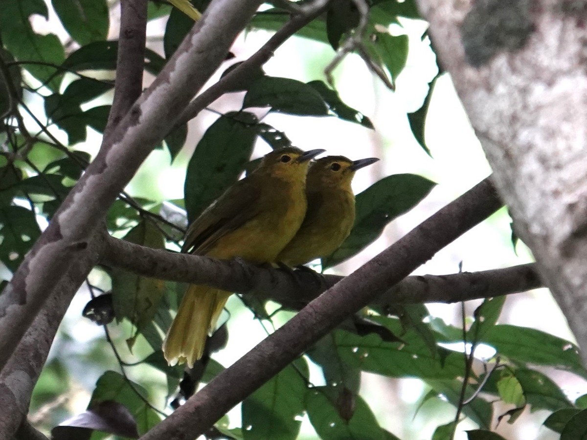 Sangihe Golden-Bulbul - ML644352890
