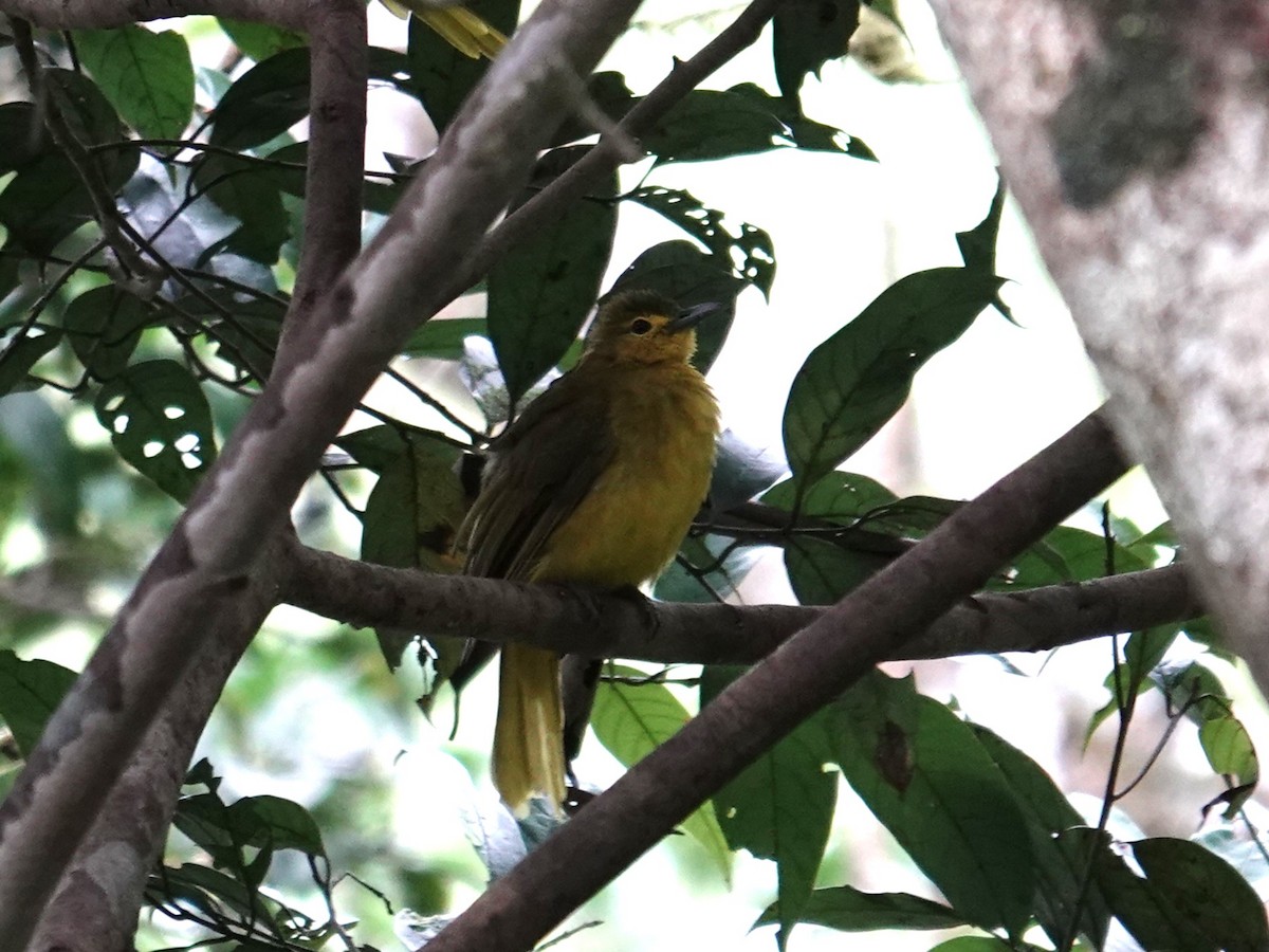 Sangihe Golden-Bulbul - ML644352891