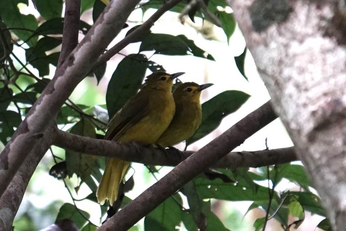 Sangihe Golden-Bulbul - ML644352892