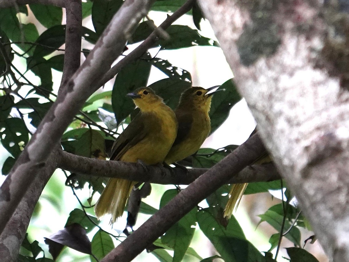 Sangihe Golden-Bulbul - ML644352893