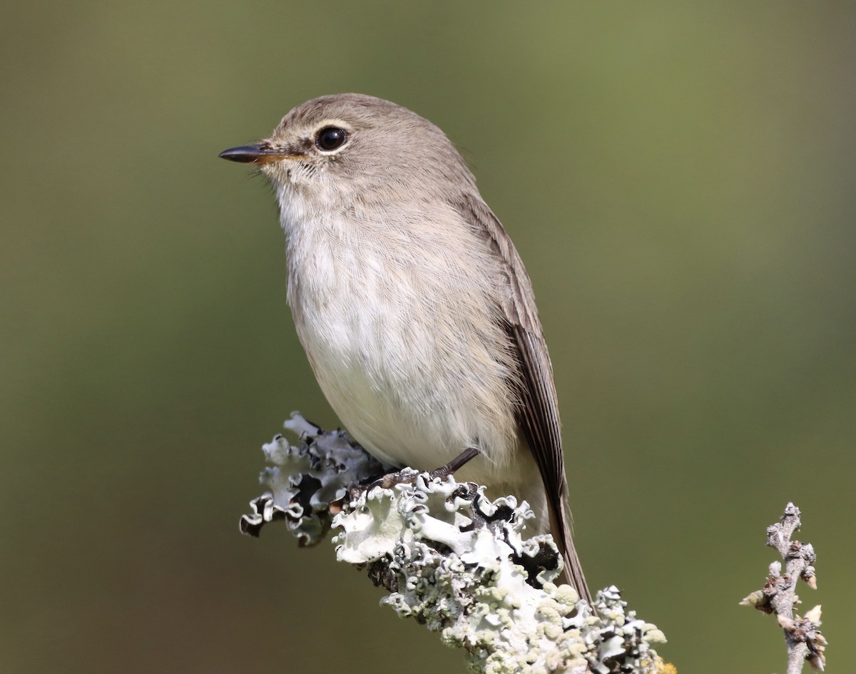 Afrika Esmer Sinekkapanı - ML644352894
