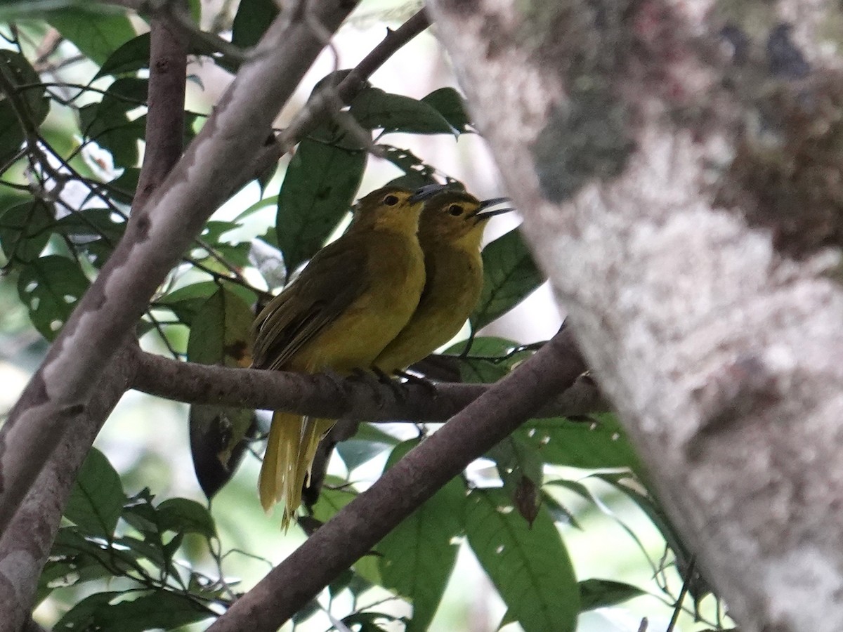 Sangihe Golden-Bulbul - ML644352895