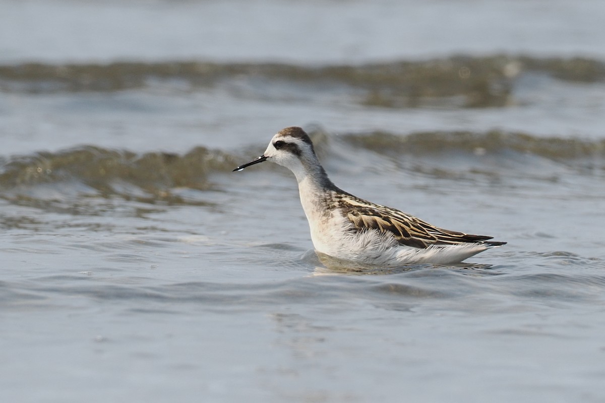 Плавунець круглодзьобий - ML644352927