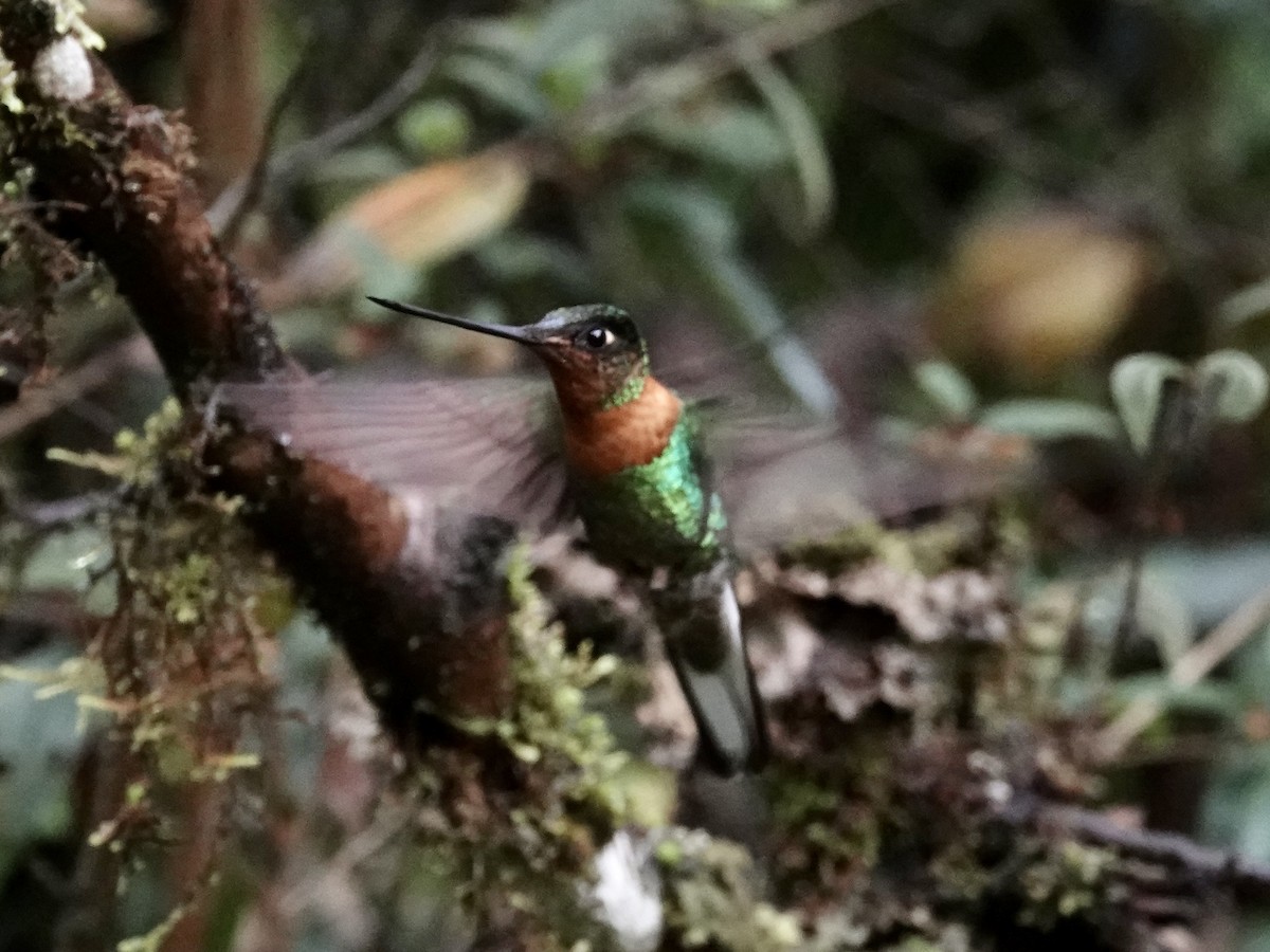 Gould's Inca - ML644352935