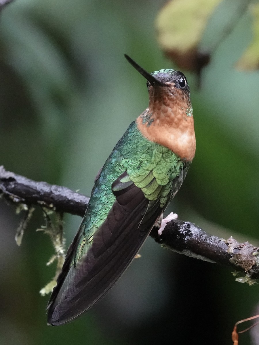 Gould's Inca - ML644352936