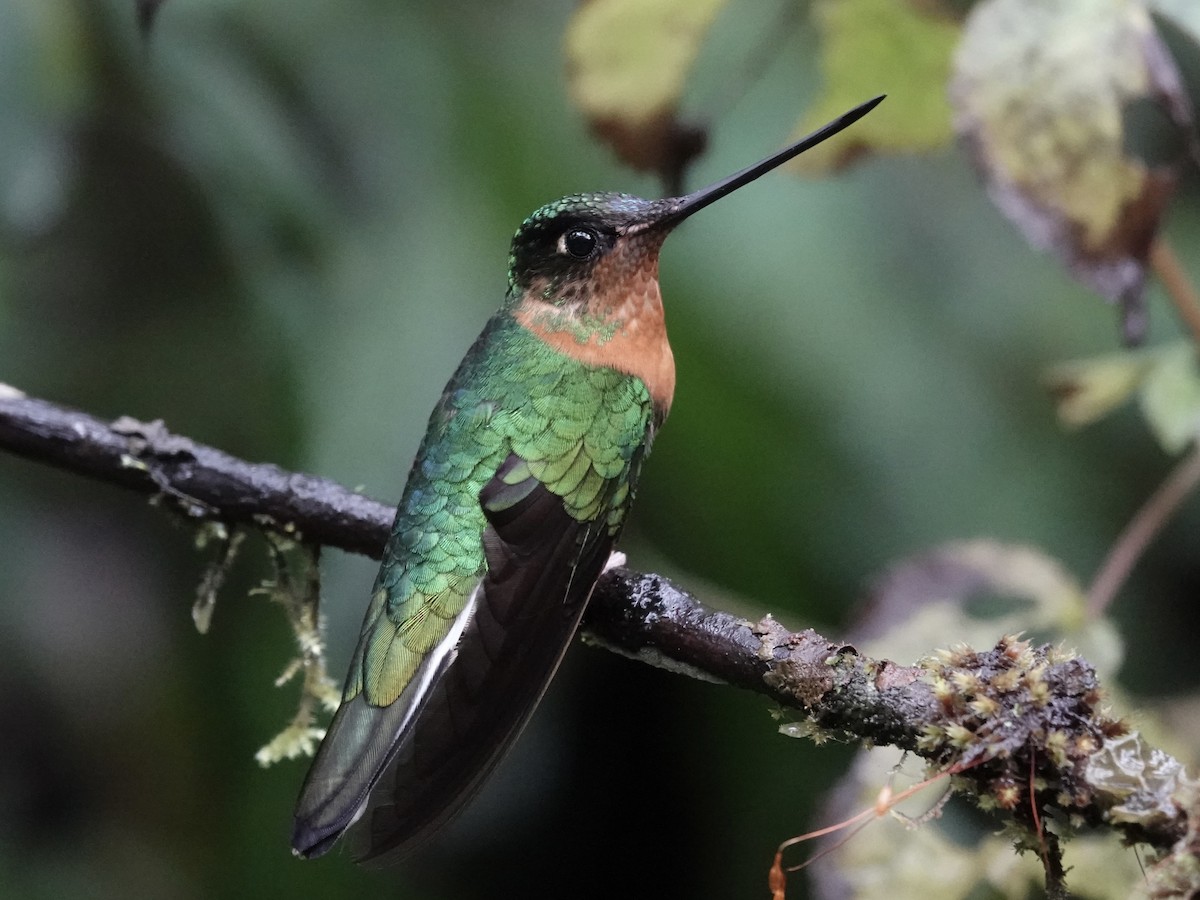 Gould's Inca - ML644352937