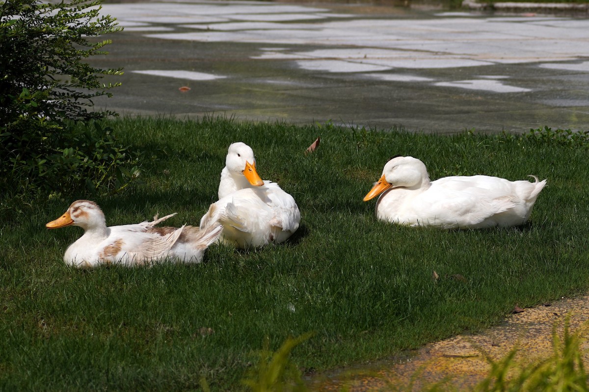 Entenvogel, unbestimmt - ML644352946