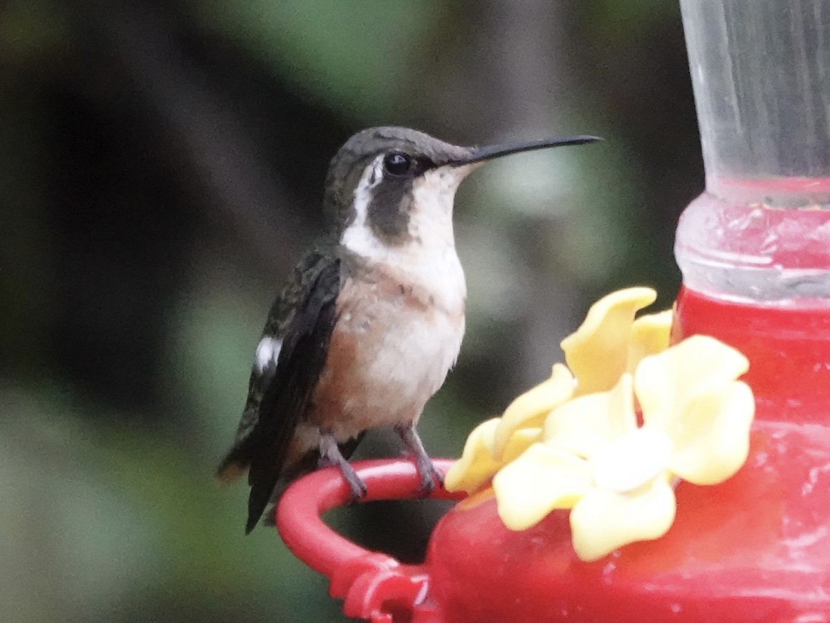 シロハラチビハチドリ - ML644352947