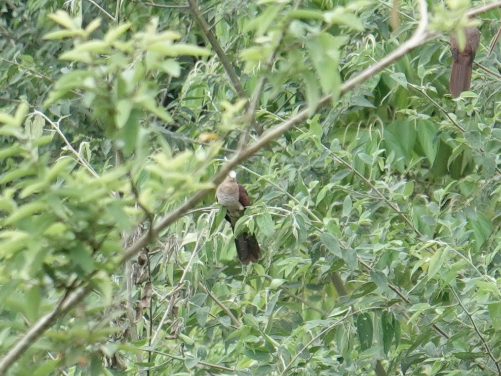 スルターンオナガバト（albicapilla グループ） - ML644352951