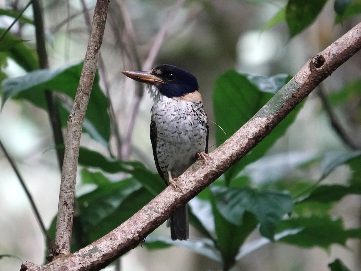 Martin-chasseur royal - ML644352957