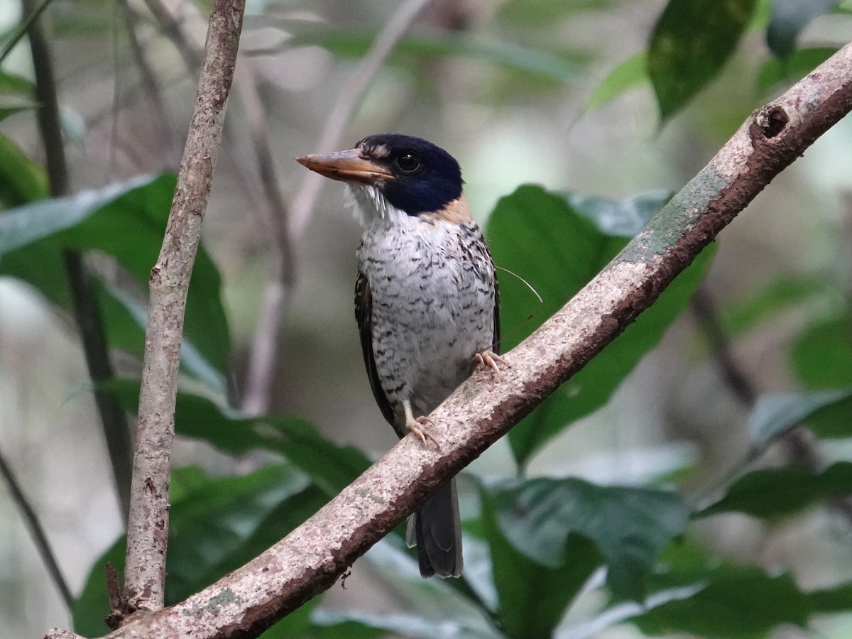 Martin-chasseur royal - ML644352958