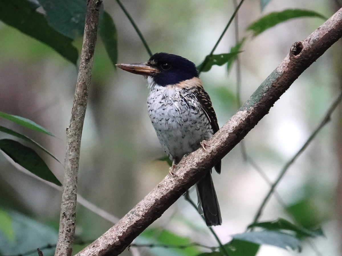 Martin-chasseur royal - ML644352959