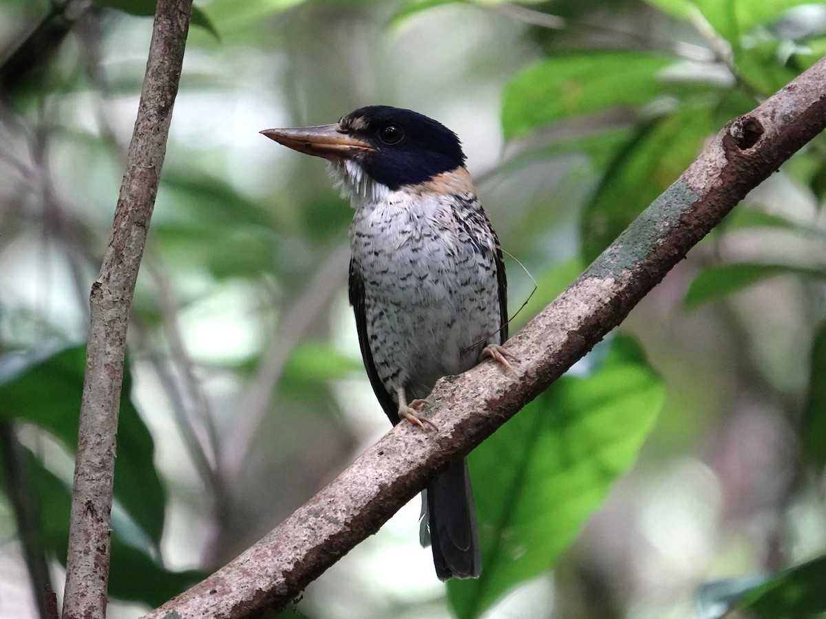 Martin-chasseur royal - ML644352960