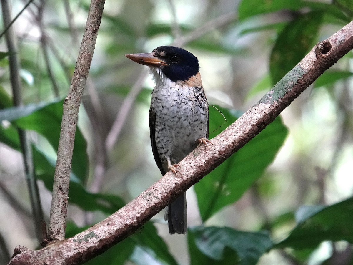 Martin-chasseur royal - ML644352961