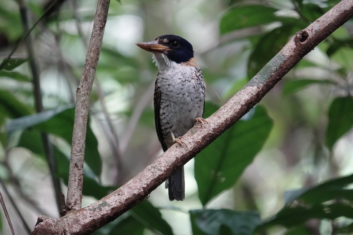 Martin-chasseur royal - ML644352962