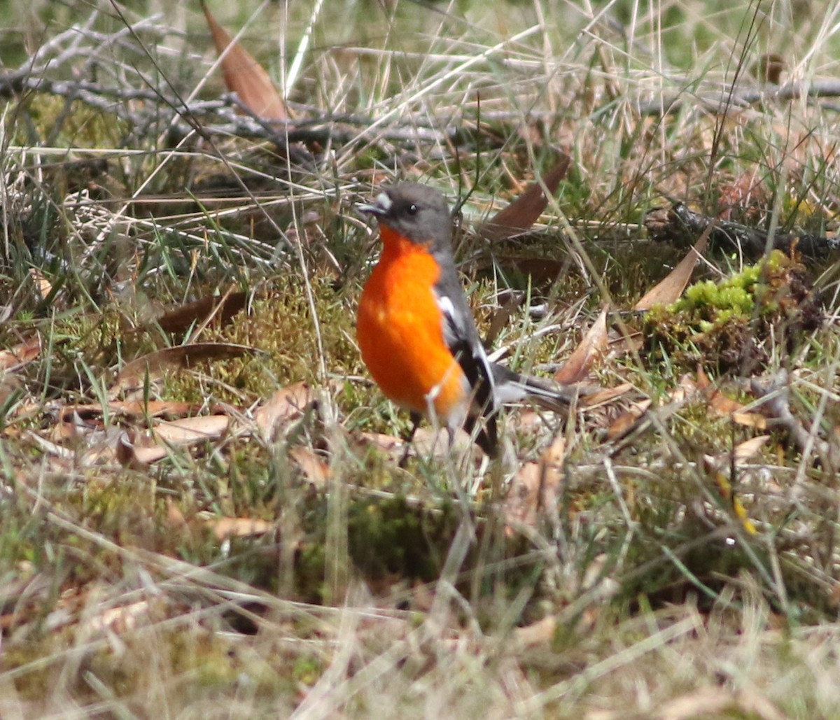 lejsčík ohnivý - ML644352973