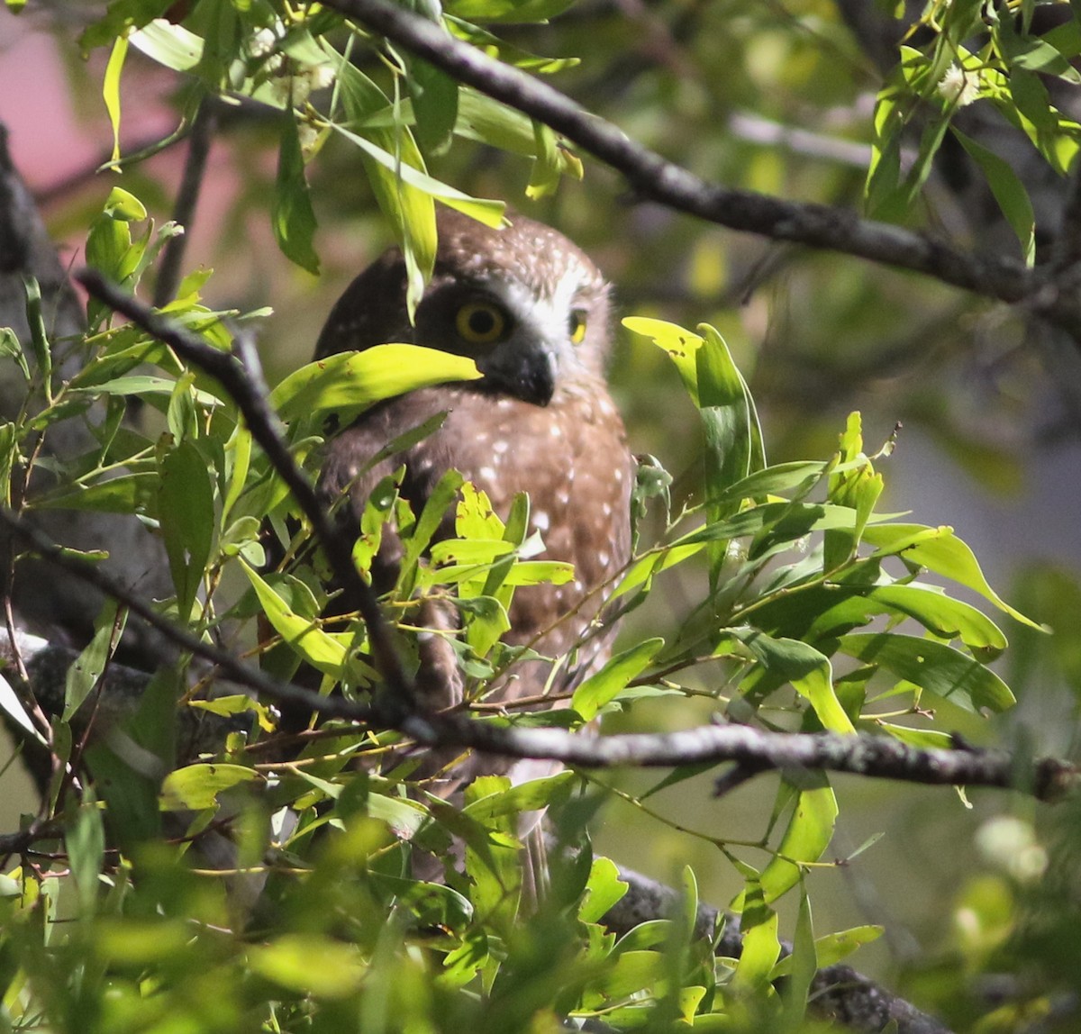 Tasmanian Boobook - ML644352975