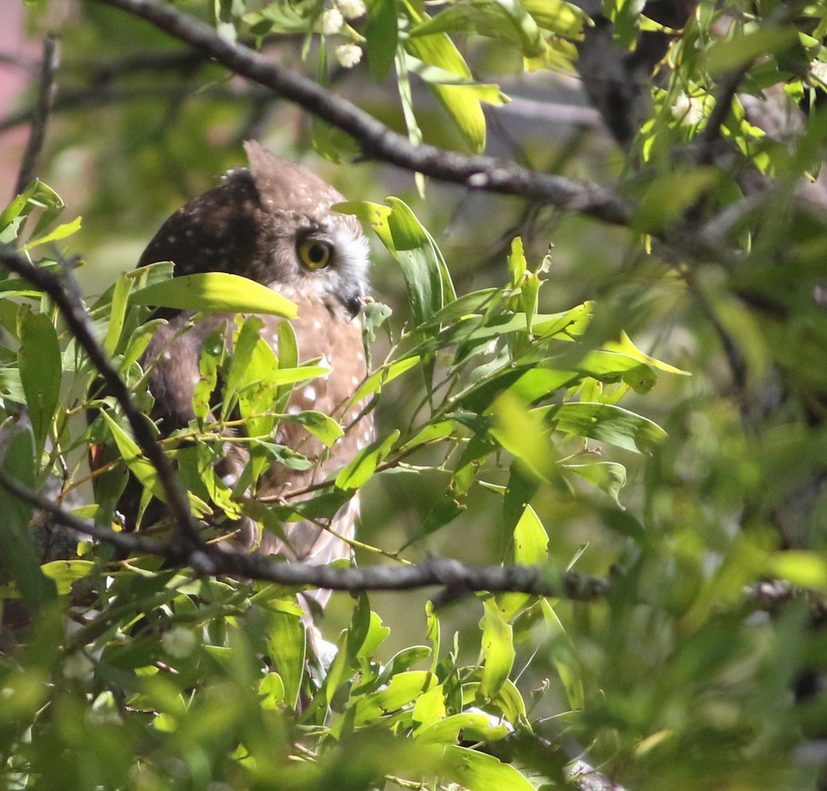 Tasmanian Boobook - ML644352976