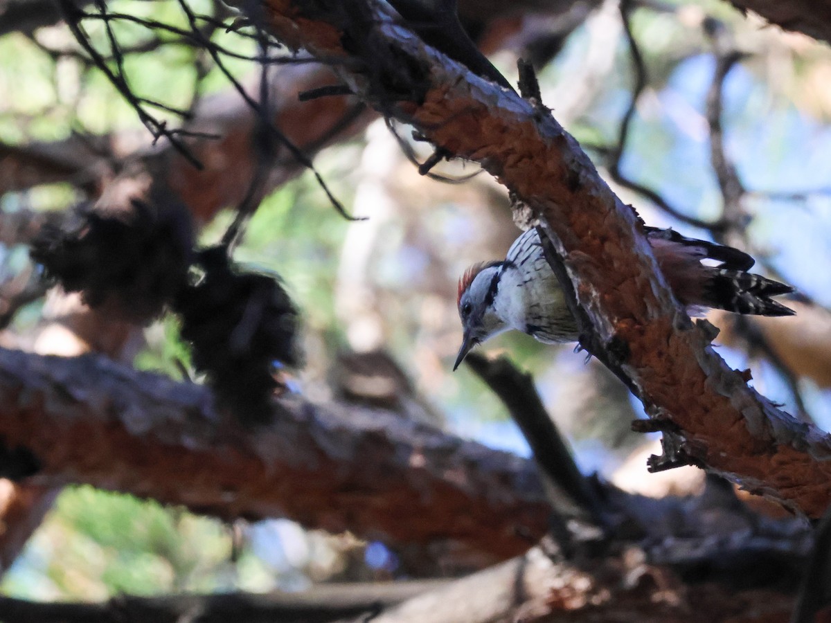 Middle Spotted Woodpecker - ML644352985