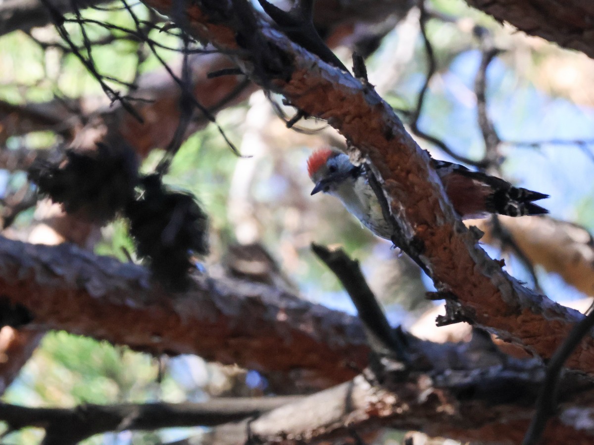 Middle Spotted Woodpecker - ML644352986