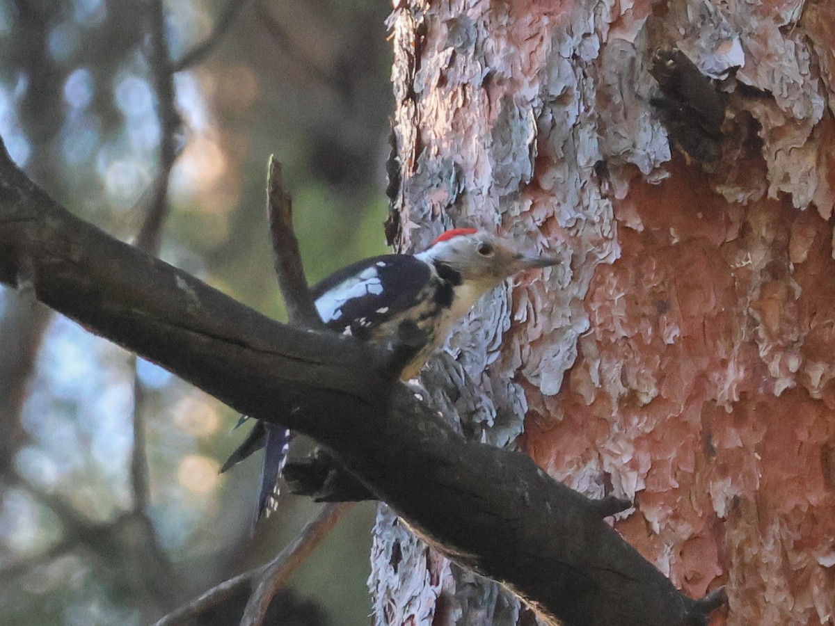 Middle Spotted Woodpecker - ML644352987