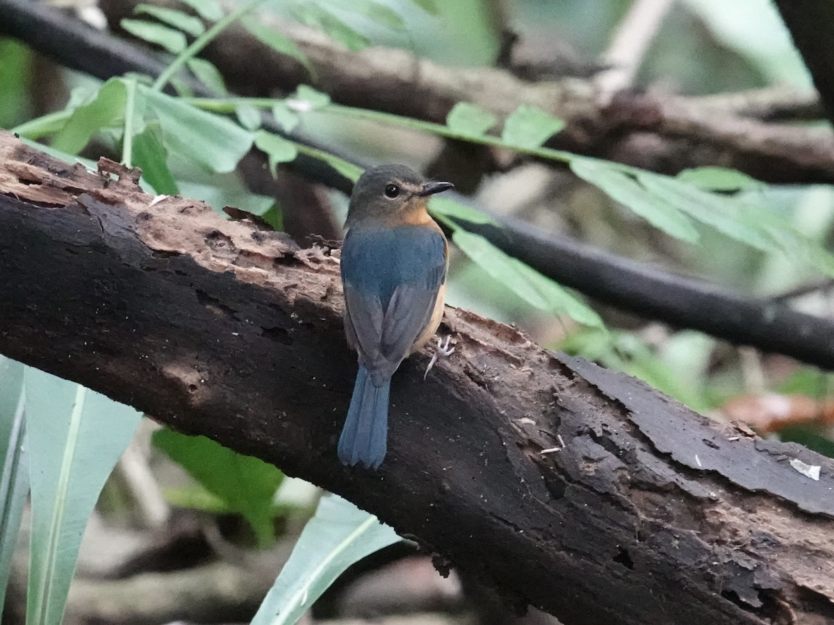 Sulawesi Blue Flycatcher (Sulawesi) - ML644352997
