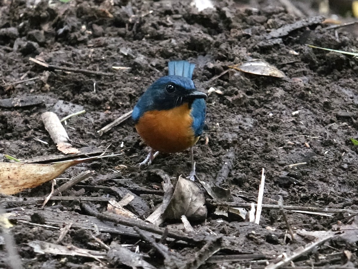 Sulawesi Blue Flycatcher (Sulawesi) - ML644353001