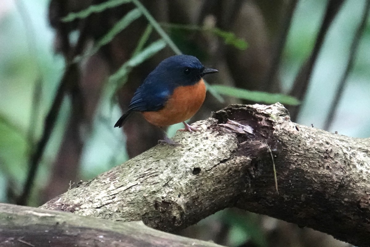 Sulawesi Blue Flycatcher (Sulawesi) - ML644353002
