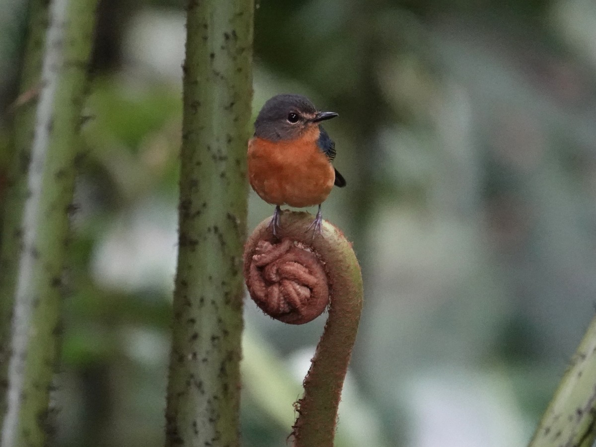 Sulawesi Blue Flycatcher (Sulawesi) - ML644353003