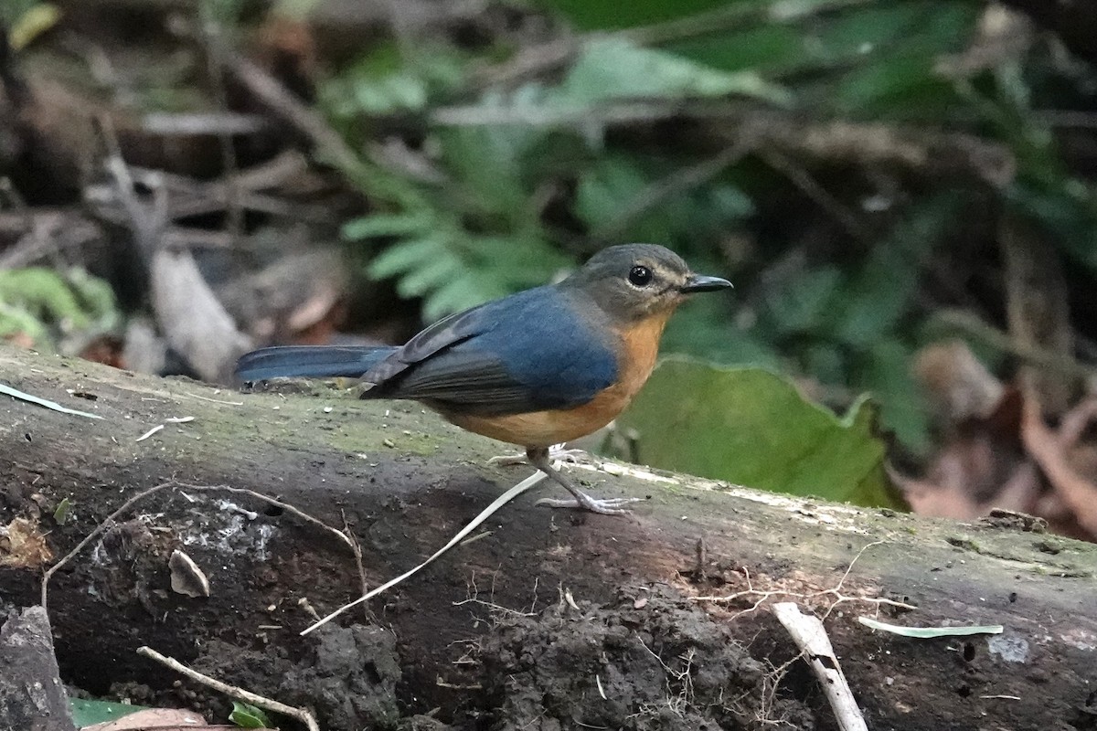Sulawesi Blue Flycatcher (Sulawesi) - ML644353005